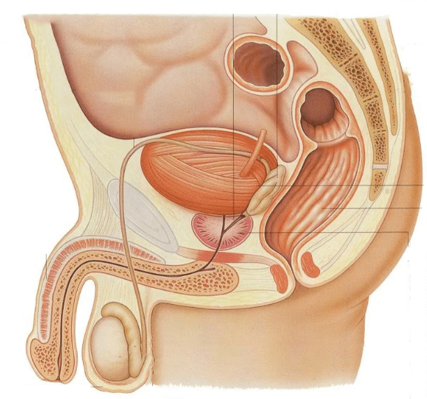 where the prostate gland